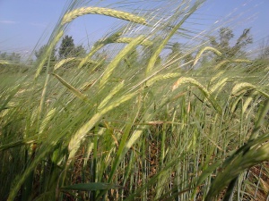 Barley2
